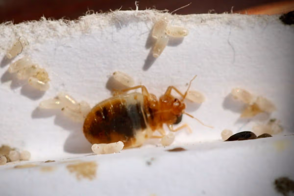 Affordable Milwaukee Bed Bug Exterminators with Proven Results