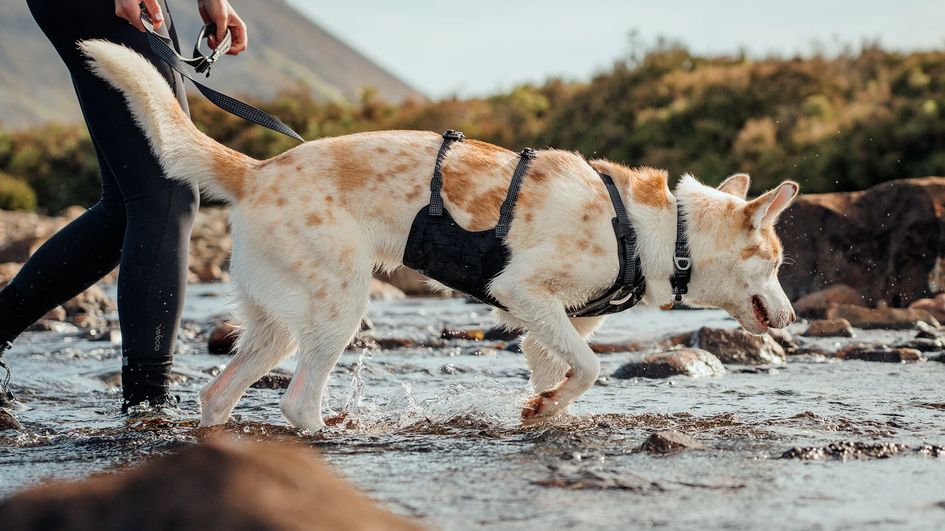 10 Best Dog Harness Supplier Worldwide OKEYPETS provides innovative designs