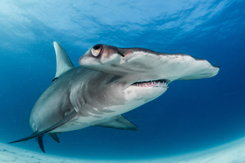 Planning the Perfect Mexico Diving Holidays